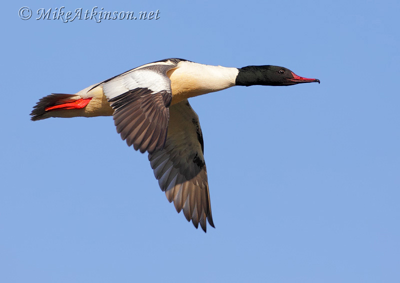 Goosander