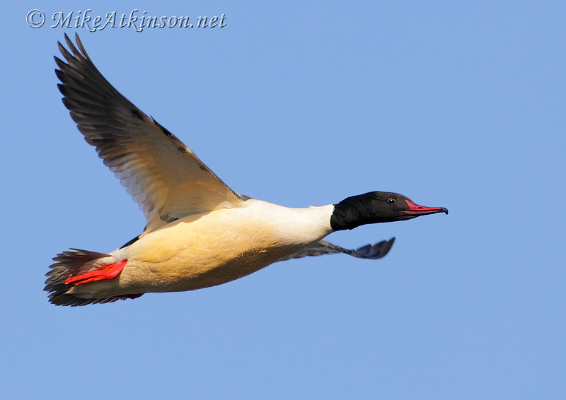 Goosander