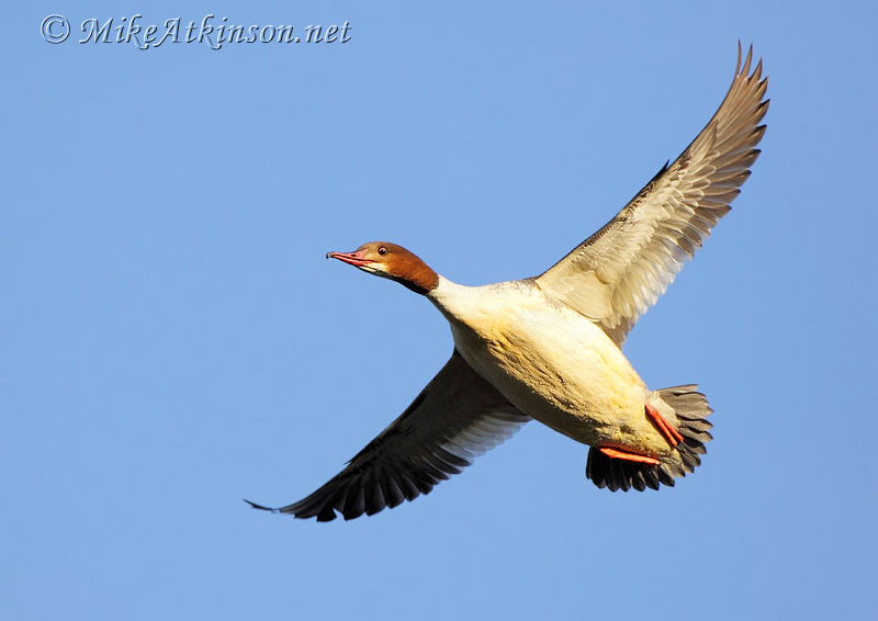 Goosander