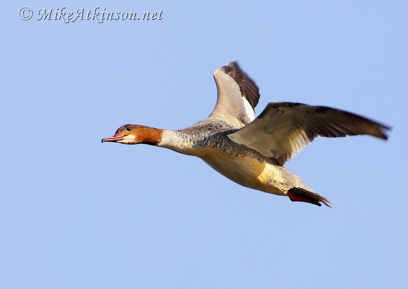 Goosander