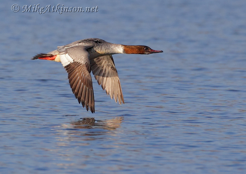 Goosander