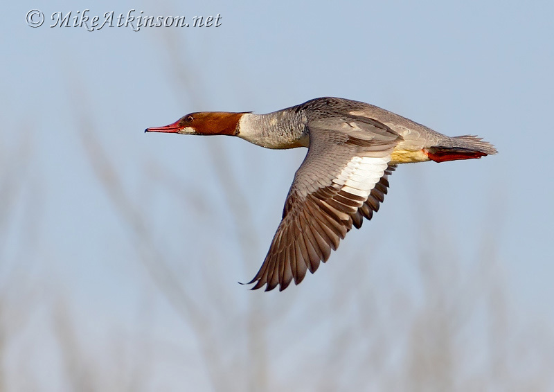 Goosander