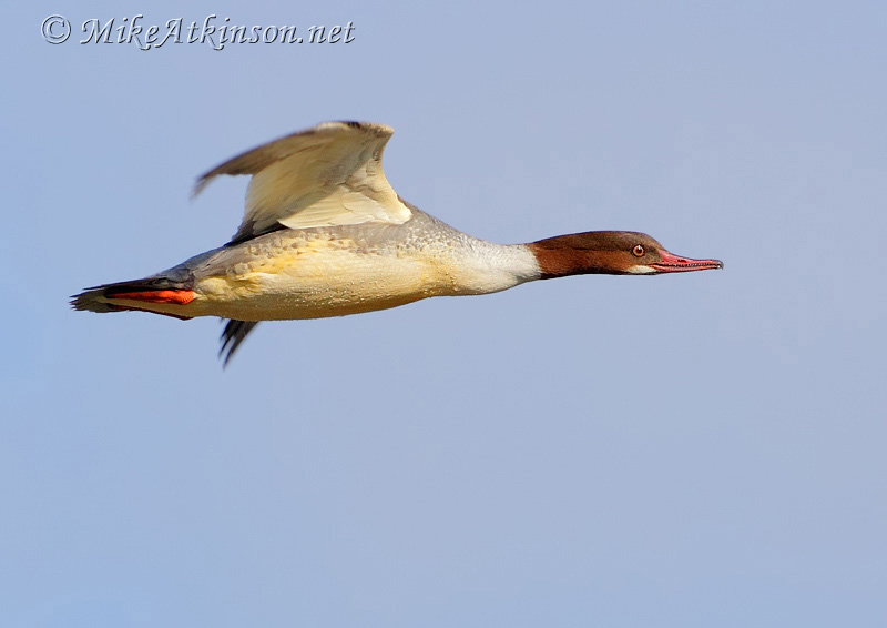 Goosander