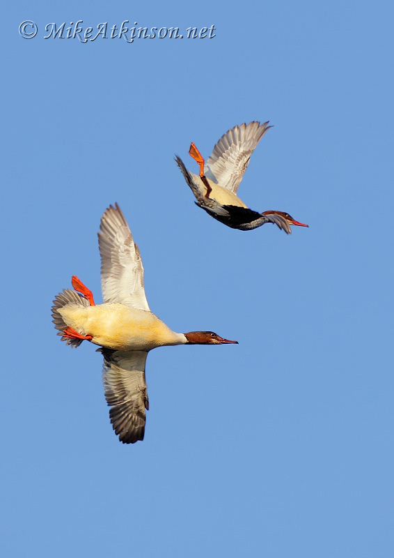 Goosander