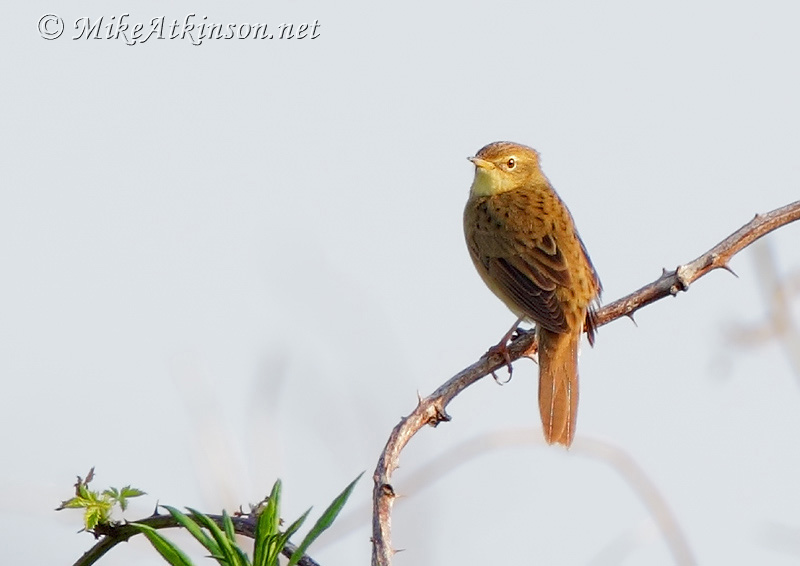 Grasshopper Warbler