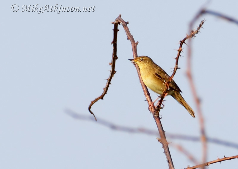 Grasshopper Warbler