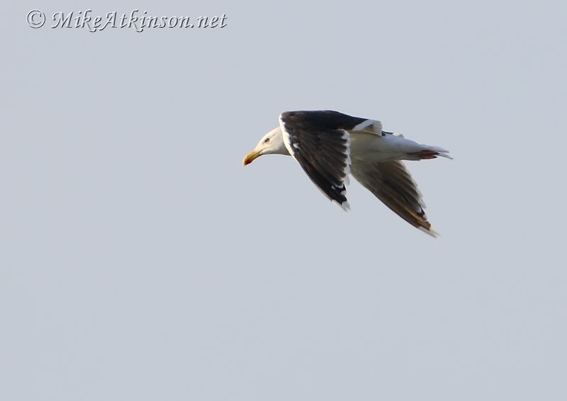 Great Black-backed Gull