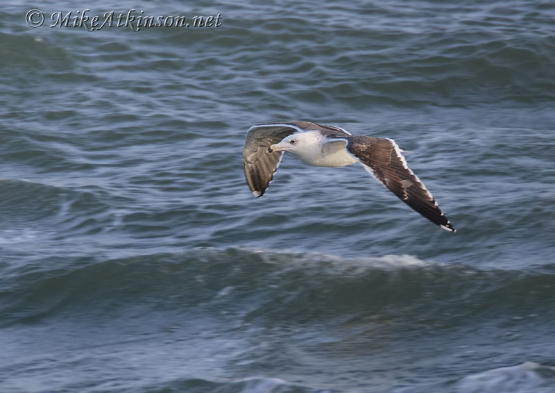 Great Black-backed Gull
