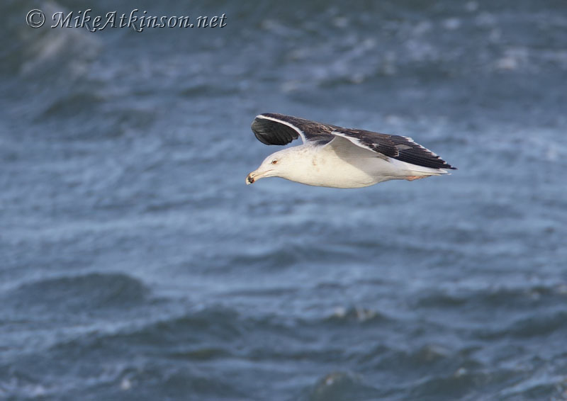 Great Black-backed Gull