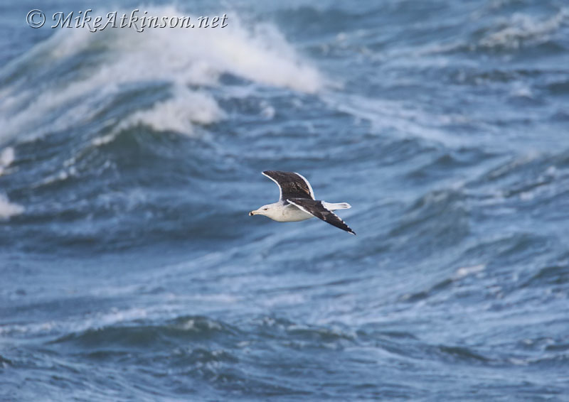 Great Black-backed Gull