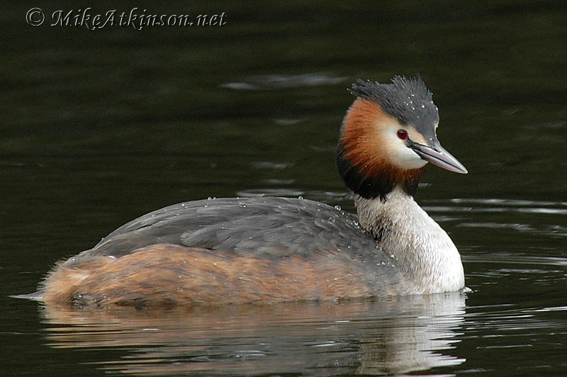 Great Crested Grebe