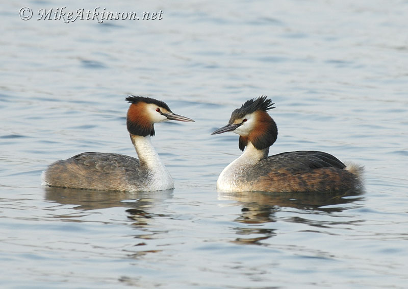 Great Crested Grebe