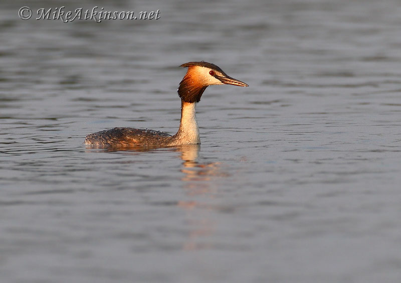 Great Crested Grebe