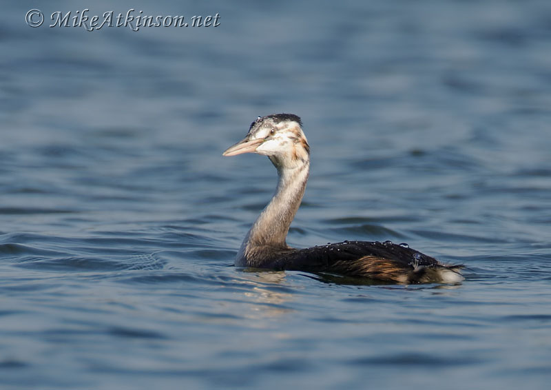 Great Crested Grebe