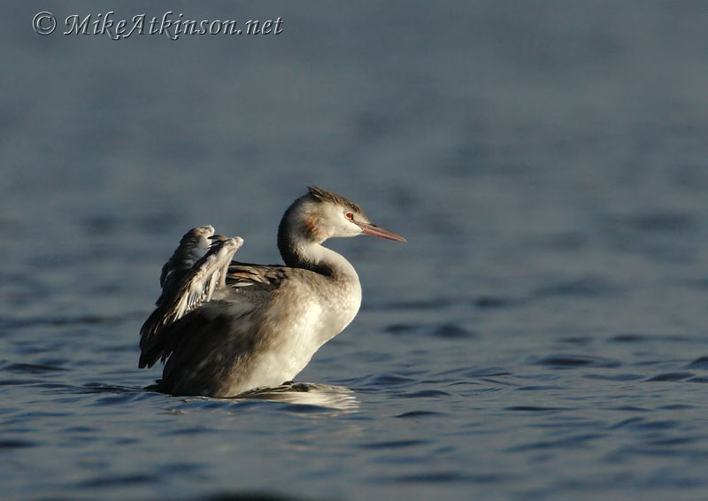 Great Crested Grebe