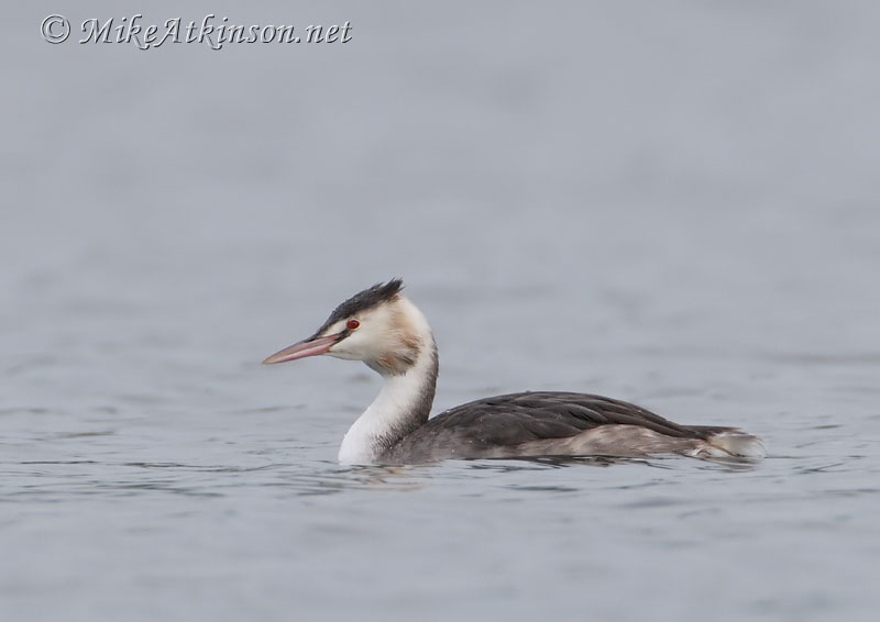 Great Crested Grebe