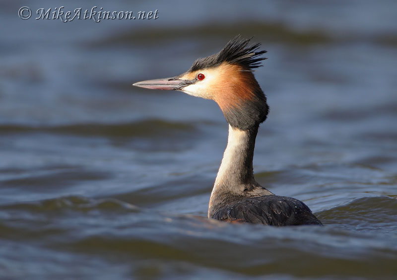 Great Crested Grebe
