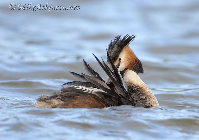 Great Crested Grebe