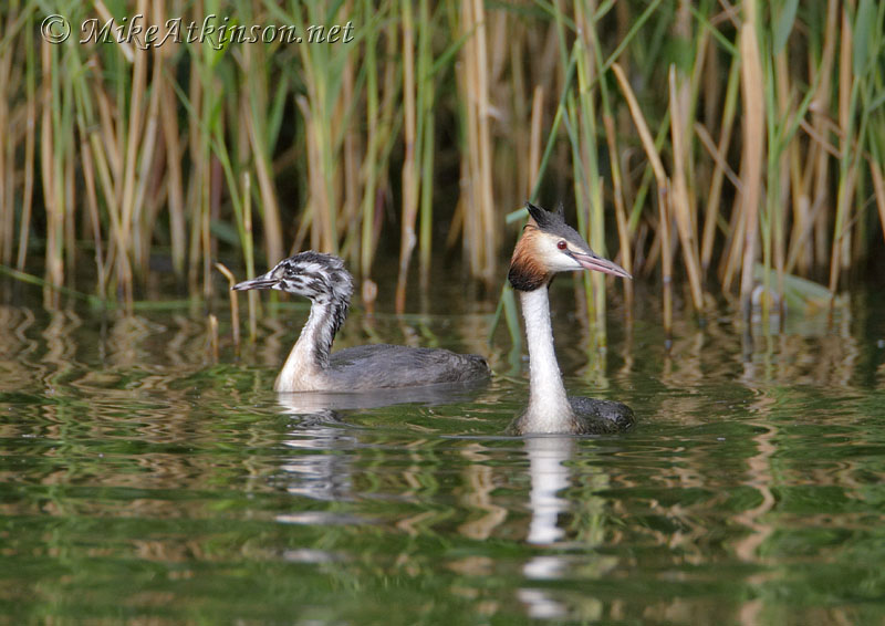 Great Crested Grebe