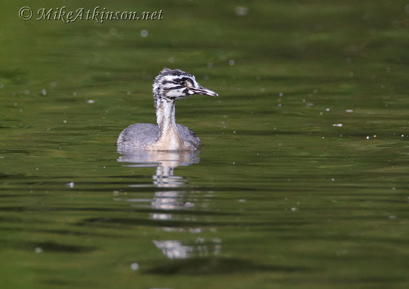 Great Crested Grebe