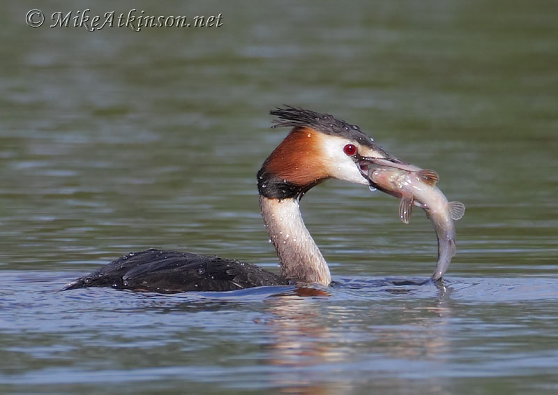 Great Crested Grebe