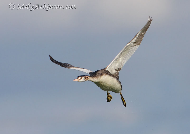 Great Crested Grebe