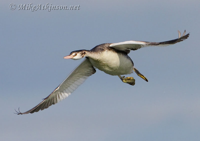 Great Crested Grebe