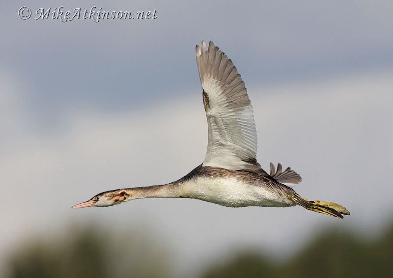 Great Crested Grebe