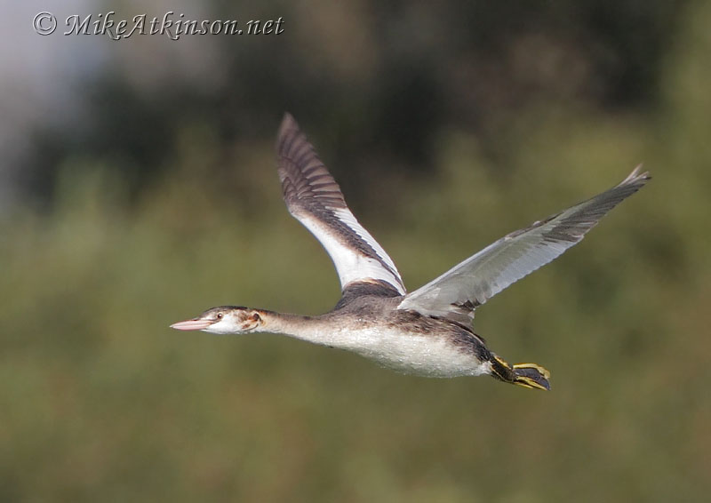 Great Crested Grebe
