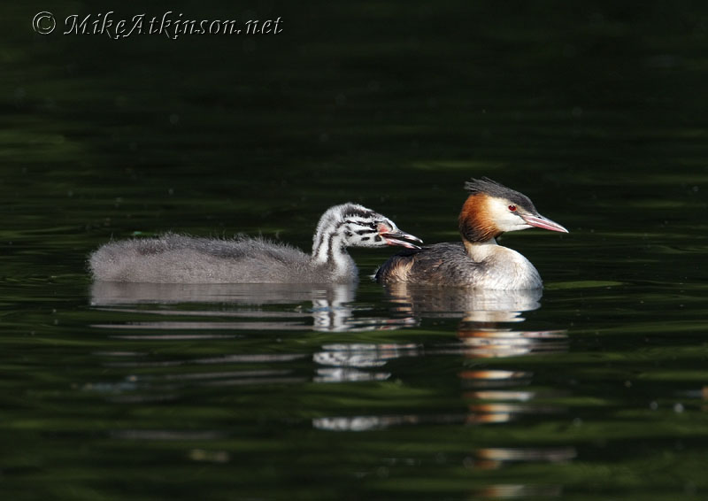 Great Crested Grebe