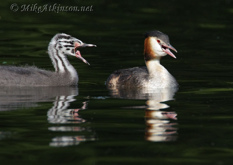 Great Crested Grebe
