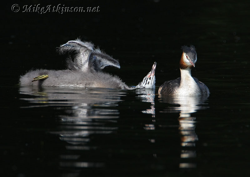 Great Crested Grebe