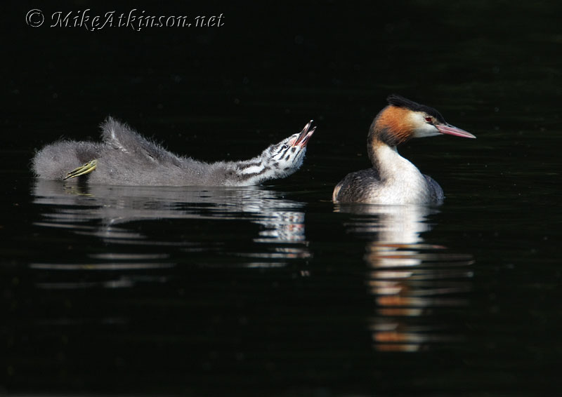 Great Crested Grebe