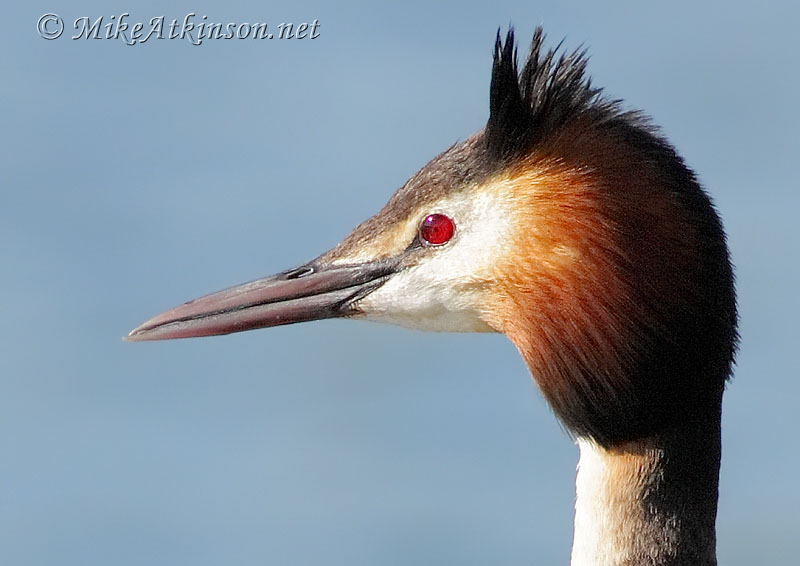 Great Crested Grebe