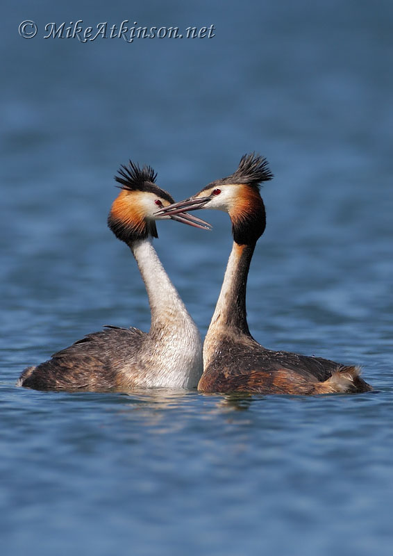 Great Crested Grebe