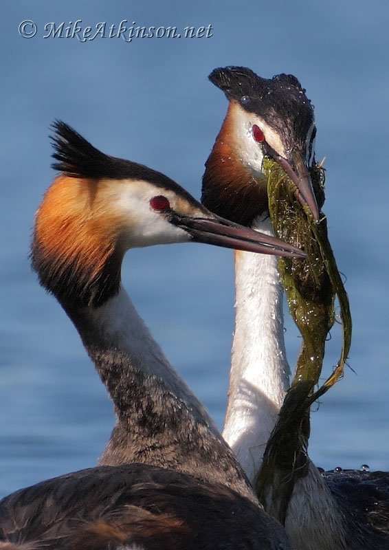 Great Crested Grebe