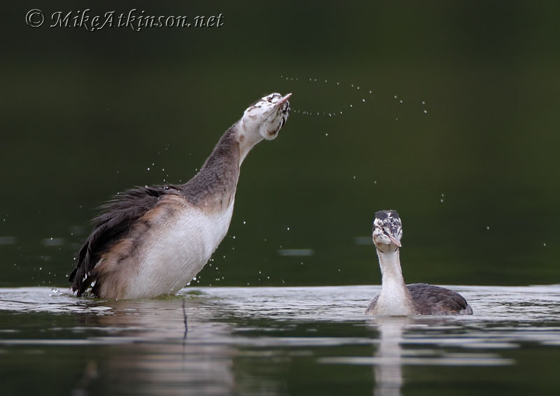 Great Crested Grebe