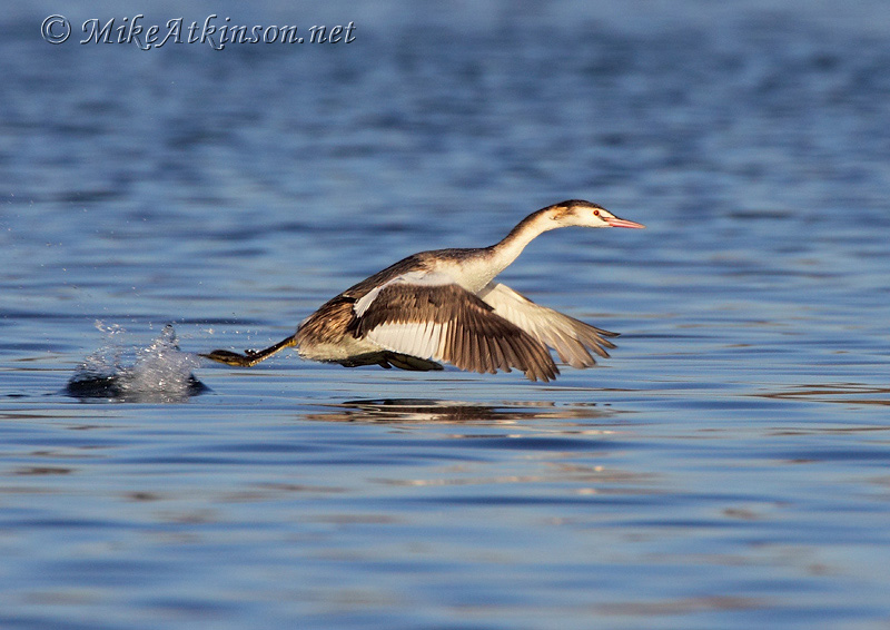 Great Crested Grebe