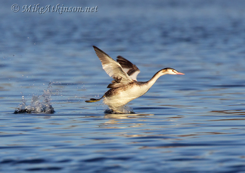 Great Crested Grebe