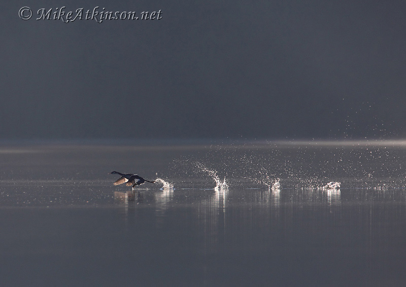 Great Crested Grebe