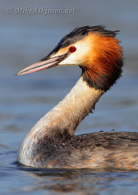 Great Crested Grebe