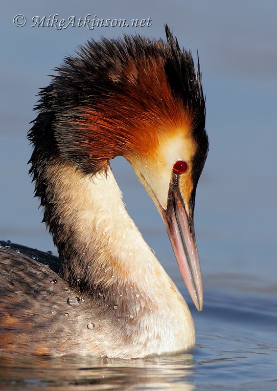 Great Crested Grebe