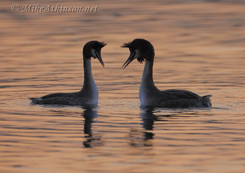 Great Crested Grebe