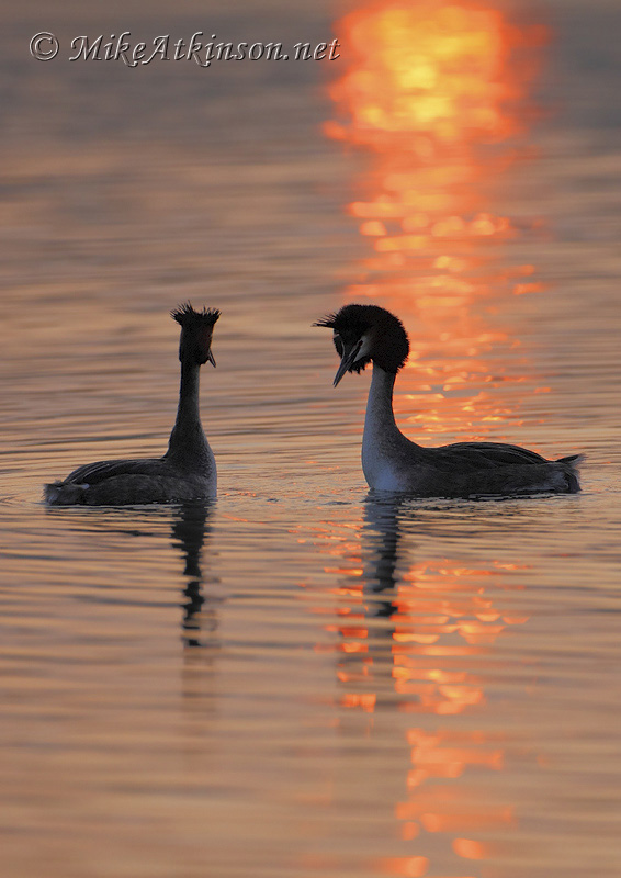 Great Crested Grebe