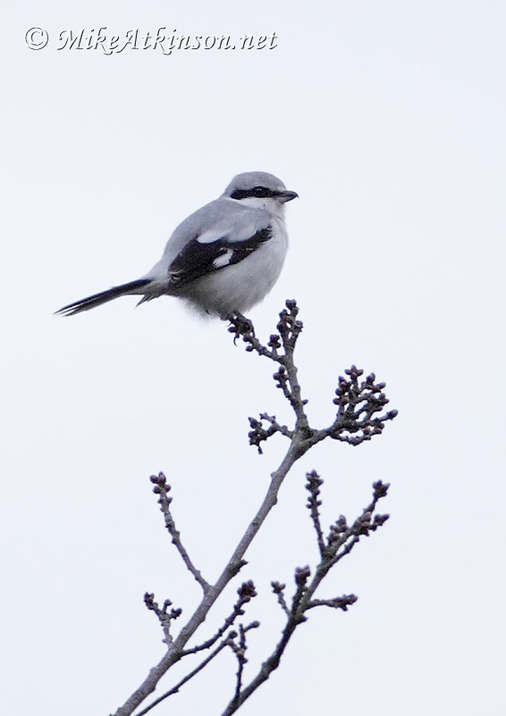 Great Grey Shrike