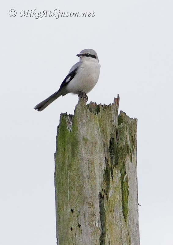 Great Grey Shrike