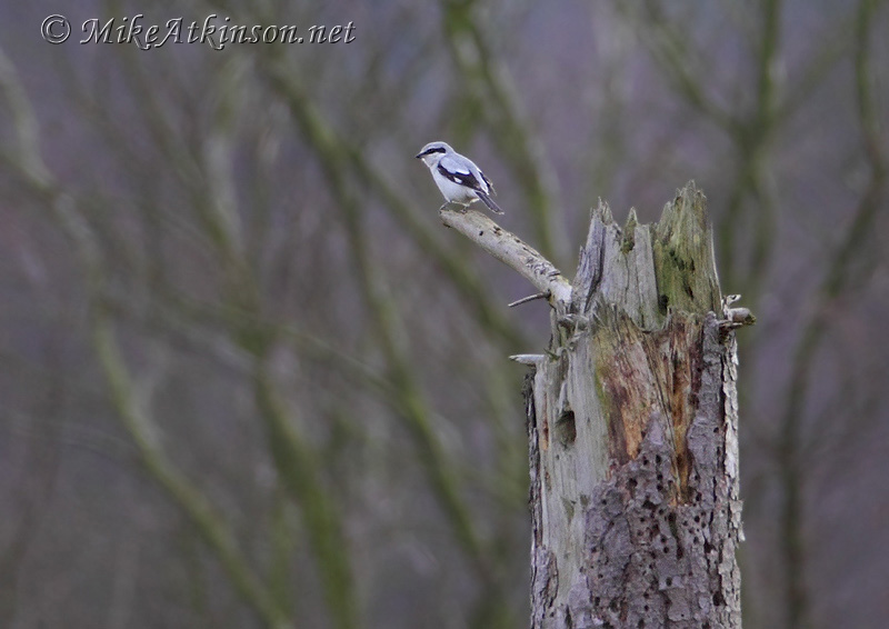 Great Grey Shrike