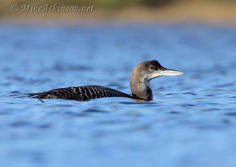 Great Northern Diver