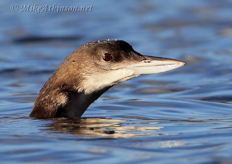 Great Northern Diver