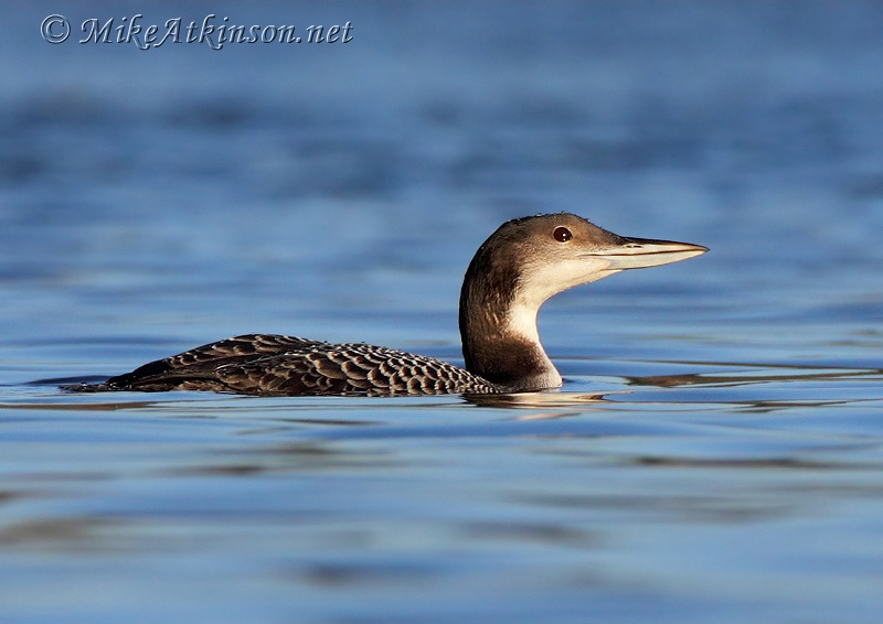 Great Northern Diver